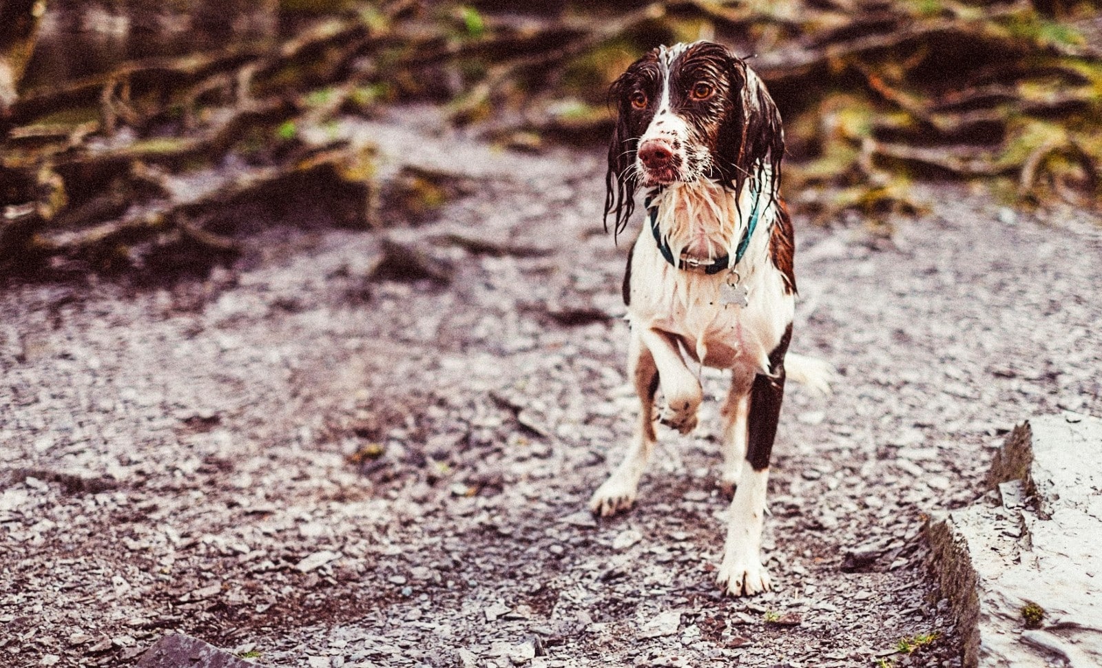 Sologne: la chasse aux «gros» est ouverte