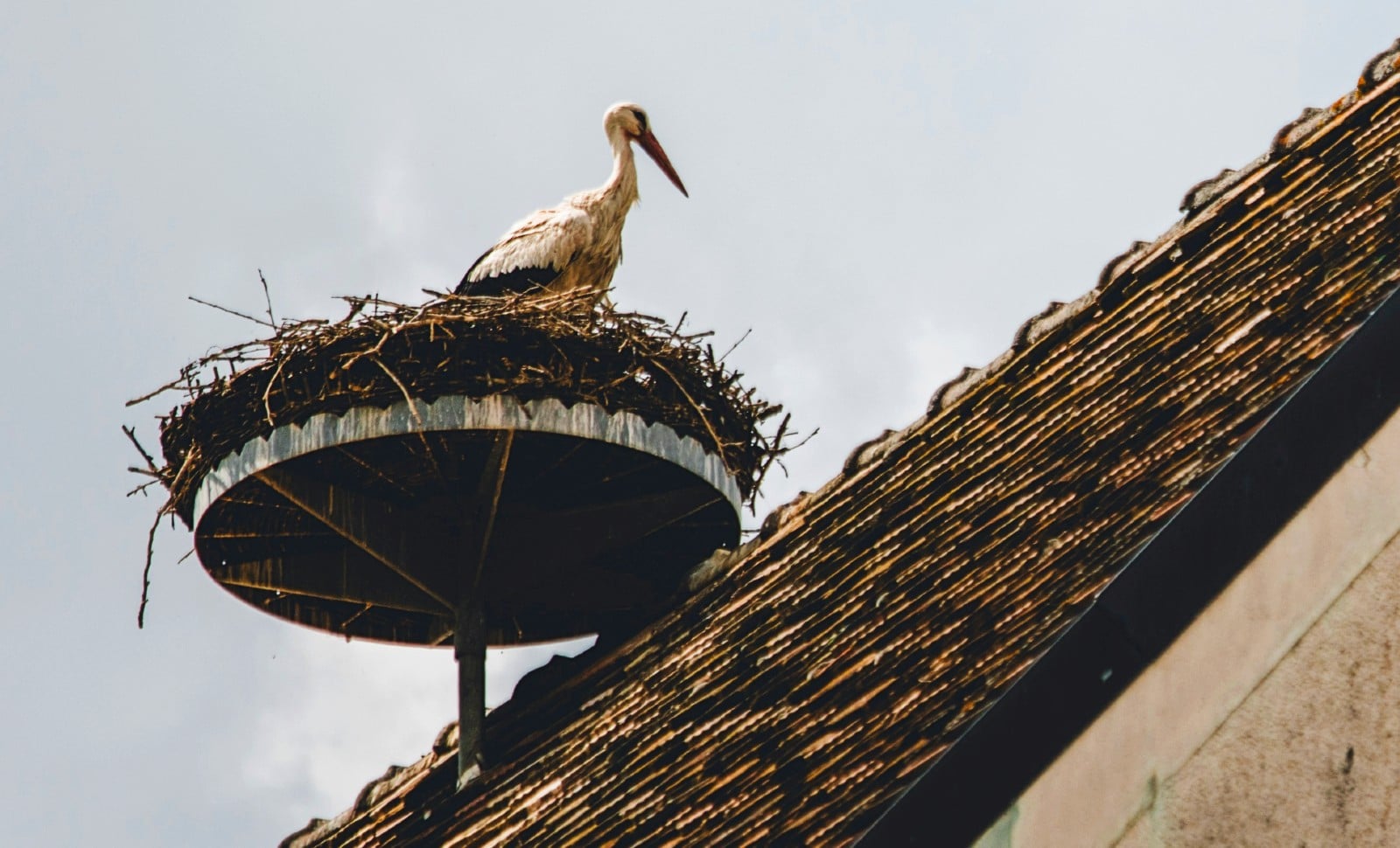 La cigogne française gagnée par la paresse